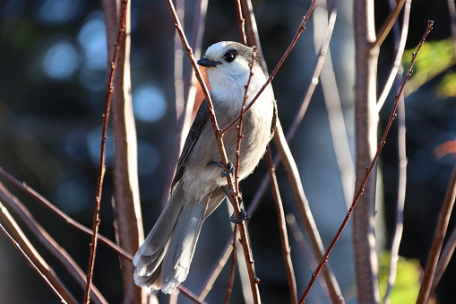 Gray Jay perched in tree (n Autumn - tree lost it's leaves)
