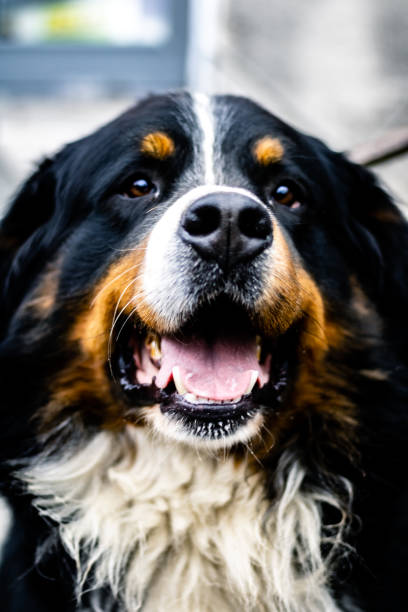 istock the dog is sitting and looking up into the camera lens 1500395219