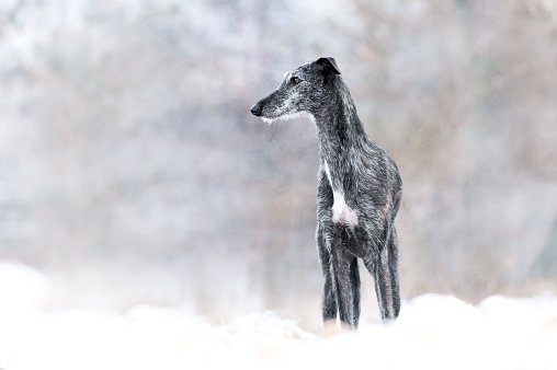 Sighthound in a snowy landscape
