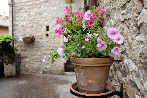 A flower pot in a medieval village (Umbria - Italy)