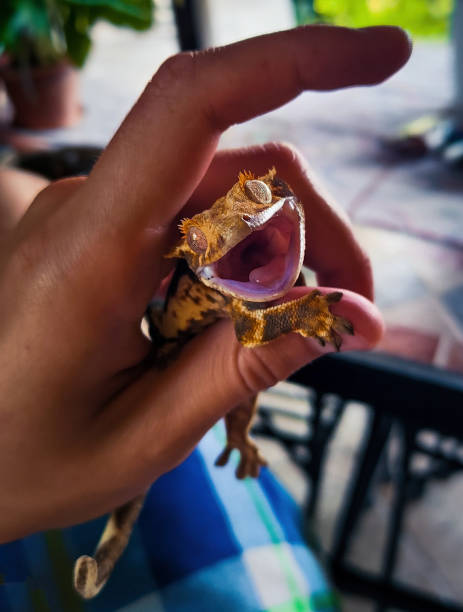istock my beautifull crested gecko s 1500397829