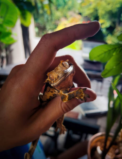 istock my beautifull crested gecko s 1500397961