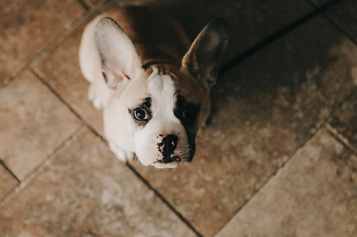 A french english bulldog puppy, three months months old, looking up at the camera.