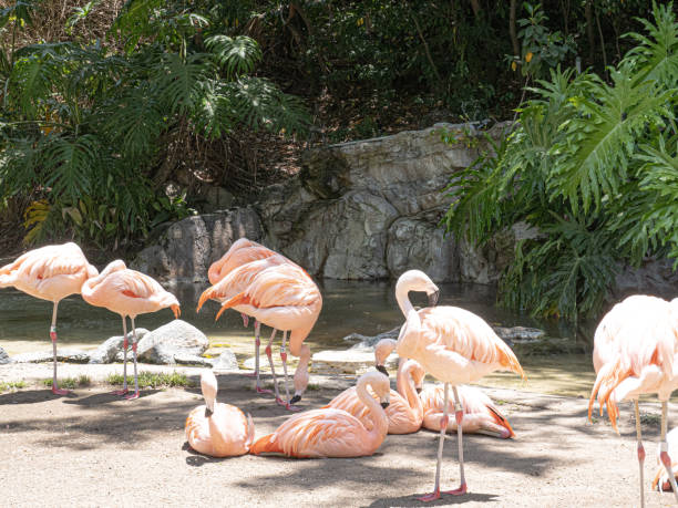 istock Flamingos relaxing by water 1500398179