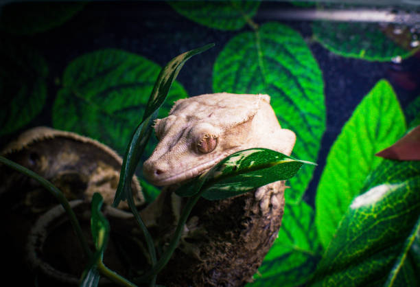 istock my beautifull crested gecko s 1500400036