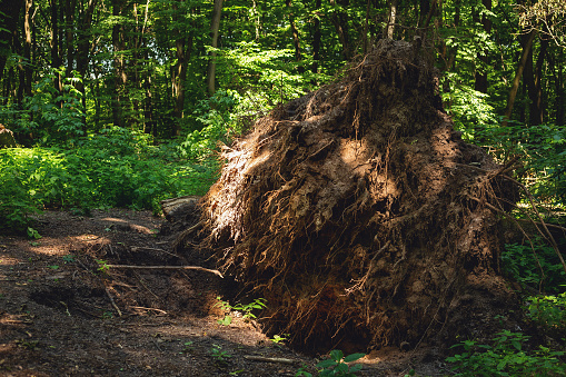 uprooted large tree root in the forest