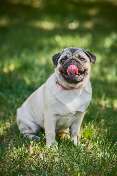 istock Cute dog sitting on green grass. 1500401090