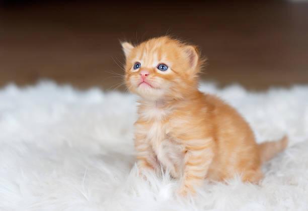 istock Little ginger kitten on a white blanket. Kitty 1500402525