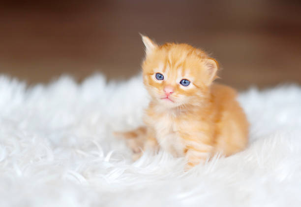 istock Little ginger kitten on a white blanket. Kitty 1500402689