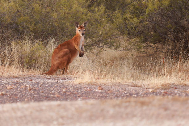 istock Common Wallaroo - Osphranter robustus also called euro or hill wallaroo, mostly nocturnal and solitary, loud hissing noise, sexually dimorphic, like most wallaroos, kangaroo in the evening 1500403919