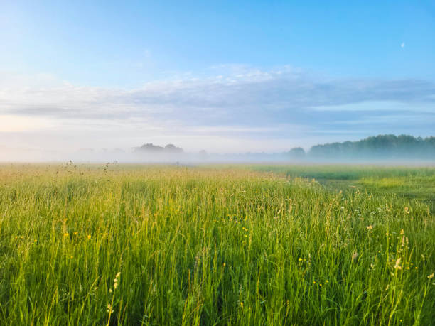 istock View of the park landscape river misty dawn 1500403962