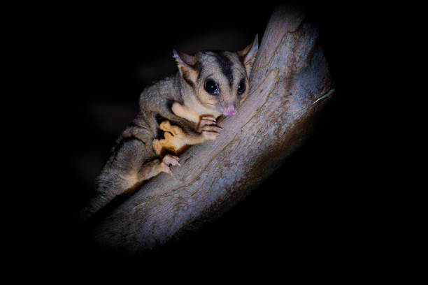 szybowiec wiewiórki - petaurus norfolcensis nocny szybujący opos, szybowce z rodzaju petaurus, słodkie owłosione zwierzę w nocy, siedzące na drzewie w australii - rodent marsupial squirrel glider australia zdjęcia i obrazy z banku zdjęć