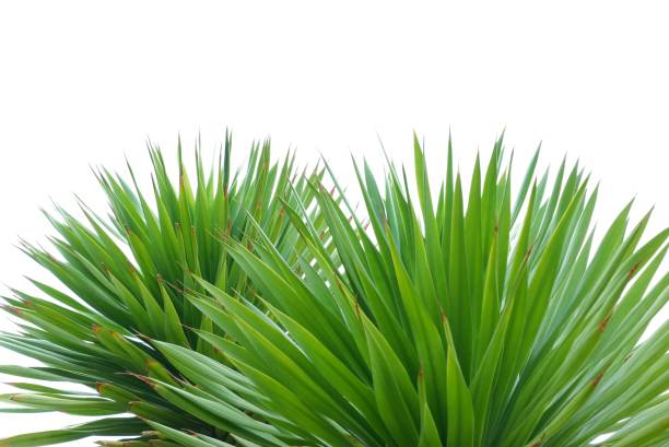 istock Tropical plant with leaves on white isolated background For green foliage backdrop 1500404238