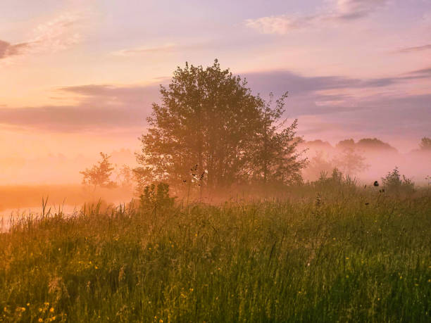 istock View of the park landscape river misty dawn 1500404353