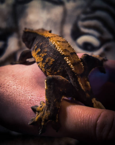 istock my beautifull crested gecko s 1500405527