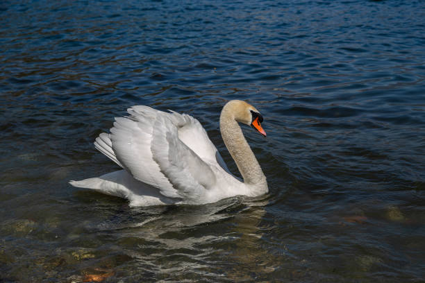 istock white swan on the lake 1500405572