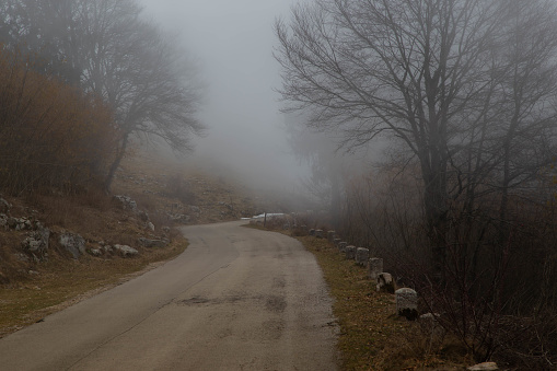 road in the half foggy forest