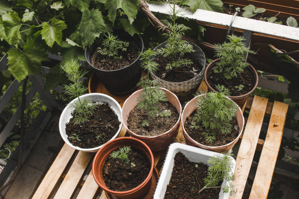 istock Little nursery at balcony 1500407106
