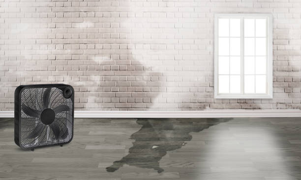 istock Room with water damage and black mold 1500407185