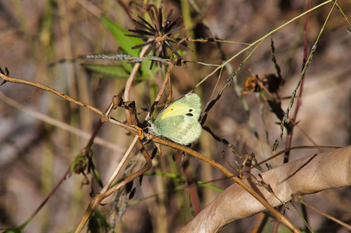 Beautiful butterfly delicately collects pollen from a flower blossom in the grassy wildlife