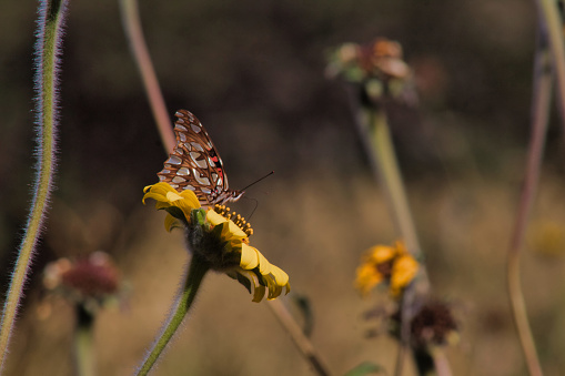 Colorful butterfly gracefully perches on a vibrant flower, pollinating the wild landscape