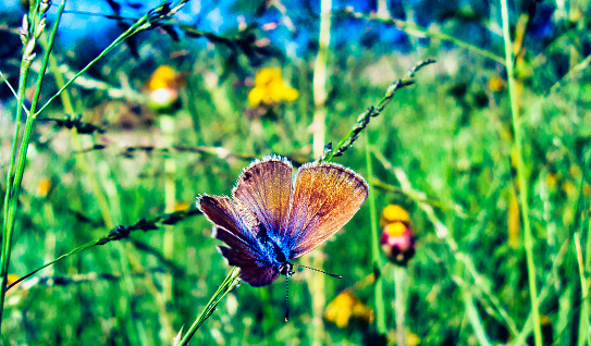 Vibrant Common Blue butterfly lands on a beautiful wildflower in the grassy prairie