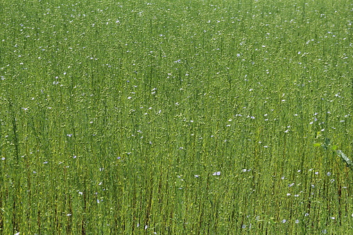 flax plants with green stems and seedspods in a field in the dutch countryside