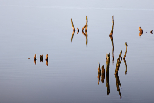 Logs in the flat water of a lake