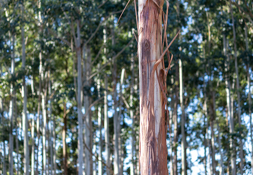 Eucalyptus forest.