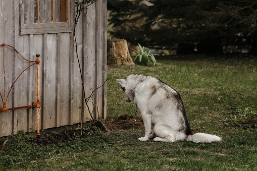 A  husky is sitting at an animal hole which is under the shed, possibly a rabbit's, watching and waiting. He will sit here for hours, his favourite place!