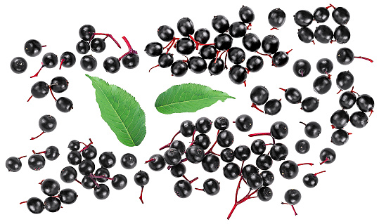 European black berries of elder with green leaves isolated on a white background, top view. Sambucus.