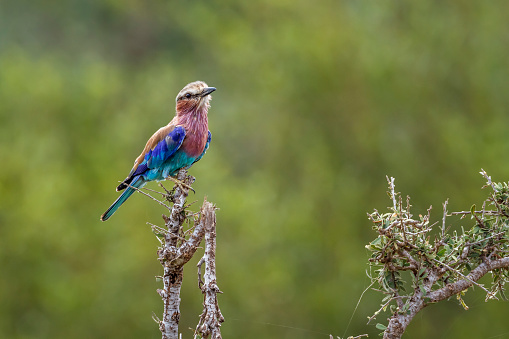 Lilac breasted roller standing on a branch isolated in natural background in Kruger National park, South Africa ; Specie Coracias caudatus family of Coraciidae