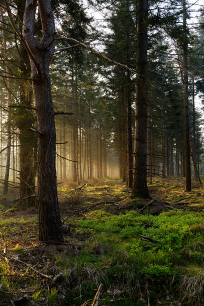 istock Morning sunbeams through the trees in the forest 1500409781