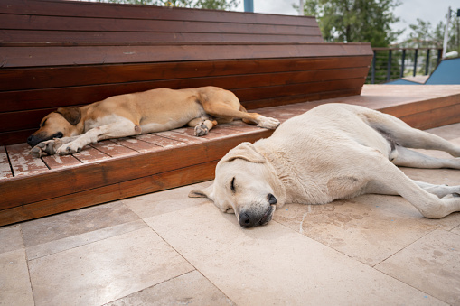 Homeless stray dog’s sleeping on the street