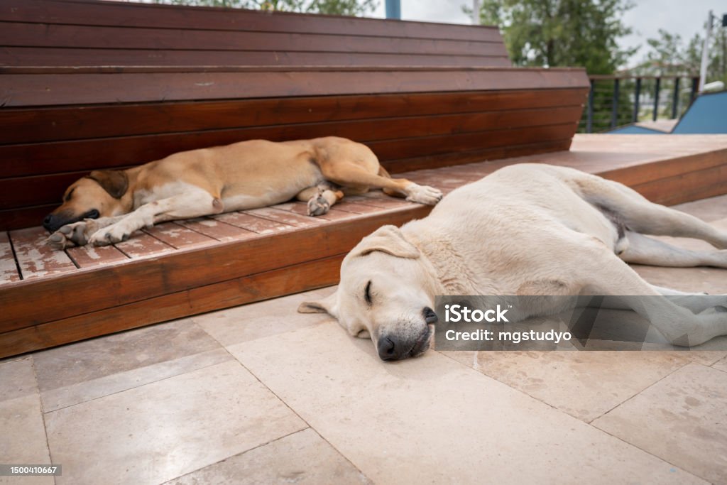 Homeless stray dog’s sleeping on the street Sleeping Stock Photo