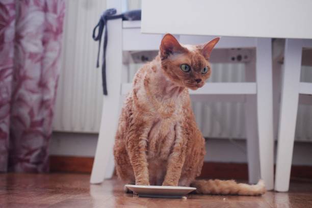 istock Ninette the Devon rex cat eating cat food 1500411044