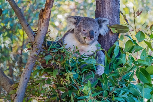 The koala or, inaccurately, koala bear is an arboreal herbivorous marsupial native to Australia. It is the only extant representative of the family Phascolarctidae and its closest living relatives are the wombats, which are members of the family Vombatidae.