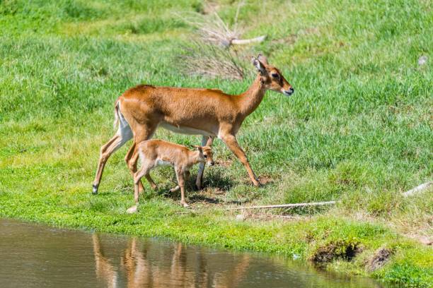 istock Mama and Baby Deer 1500411059