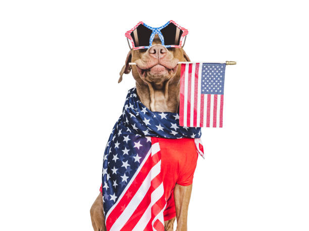 istock Cute brown puppy and sunglasses with American Flag pattern 1500411083