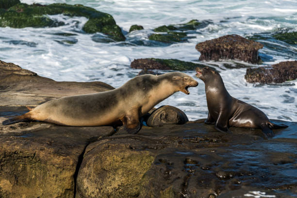 istock Sea Lions on the Rocks 1500411202