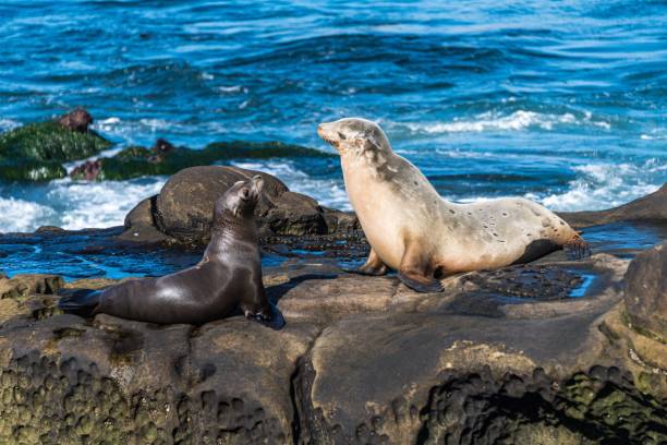 istock Sea Lions on the Rocks 1500411305