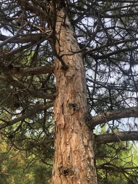 istock Under the Pine Tree stock photo 1500412306