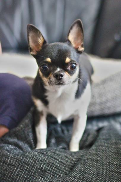 istock Mini the chihuahua 1500412780