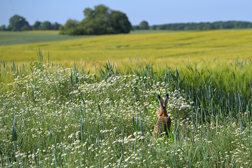 Wild hare (Lepus europaeus) sitting hidden between flowering chamomile at a field, listening with his long ears and looking in the wide agriculture landscape, copy space, selected focus