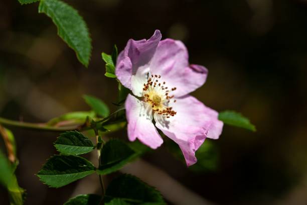 istock Glaucous dog rose, Rosa dumalis 1500413667