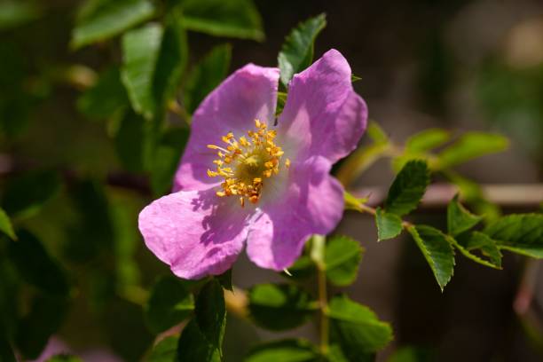 istock Glaucous dog rose, Rosa dumalis 1500413784