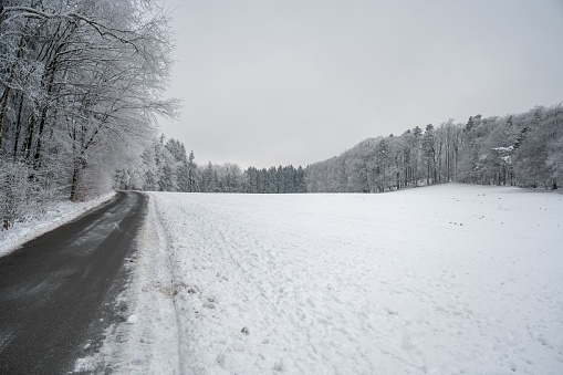 A scenic winter view of a narrow, snow-covered road winding through a barren fir forest