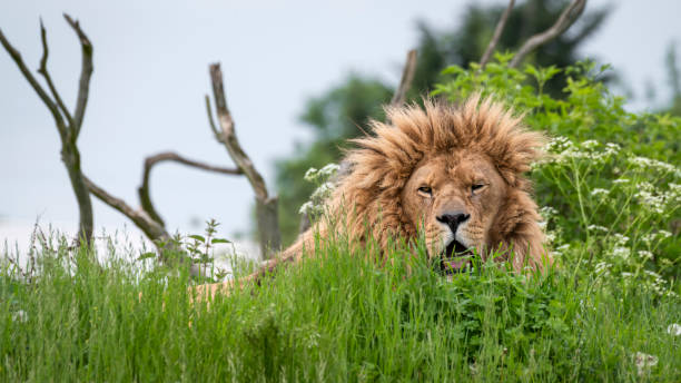 istock Male Lion 1500417338