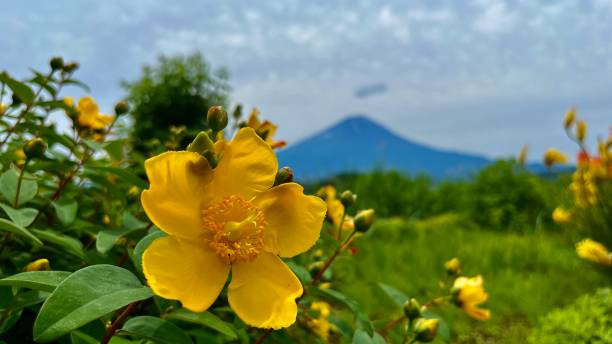 Mount Fuji and Lake Kawaguchi stock photo