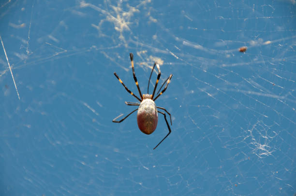 It is the figure of a spider in the morning sun.  Let's stretch it out. Happy day today